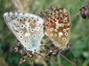 2papillons.jpg