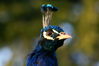 Filename=Fasan.jpg
Filesize=210KB
Dimensions=1391x925
Date added=Aug 14, 2006 Fasan.jpg