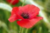 Filename=Mohn.jpg
Filesize=317KB
Dimensions=1600x1067
Date added=Jan 08, 2012 Mohn.jpg