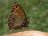 papillon~1.jpg