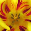 tulpe1_p.jpg