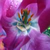 tulpe4_p.jpg